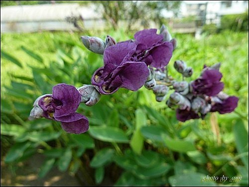 竹芋科-水竹芋10.jpg