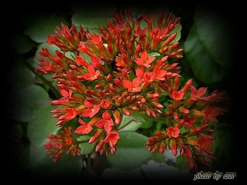 景天科-長壽花%26;重瓣長壽花01.jpg