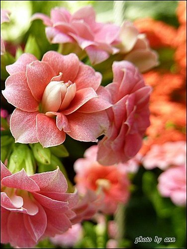 景天科-長壽花%26;重瓣長壽花05.jpg