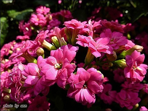 景天科-長壽花%26;重瓣長壽花07.jpg