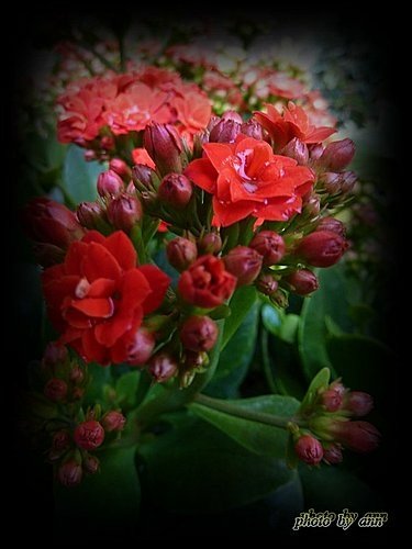 景天科-長壽花%26;重瓣長壽花09.jpg