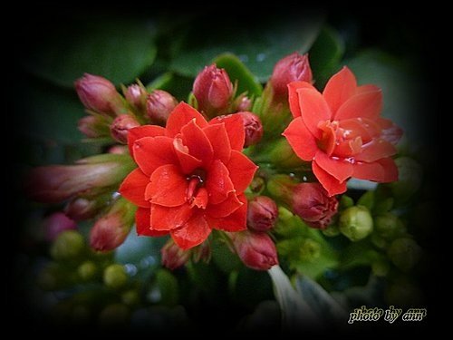 景天科-長壽花%26;重瓣長壽花08.jpg