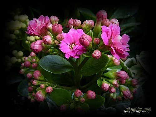 景天科-長壽花%26;重瓣長壽花10.jpg