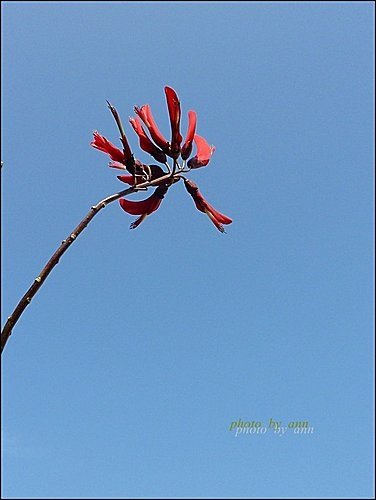 蝶形花科-珊瑚刺桐04.jpg