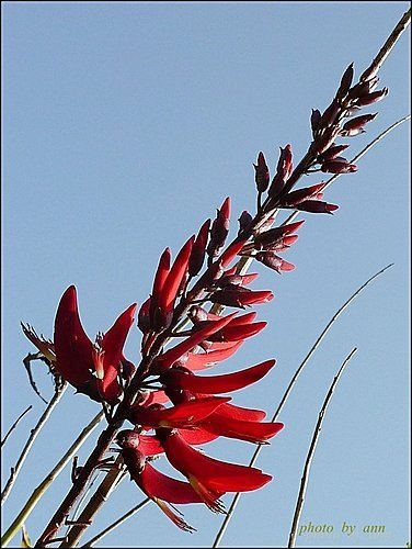 蝶形花科-珊瑚刺桐05.jpg