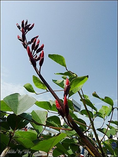 蝶形花科-珊瑚刺桐03.jpg