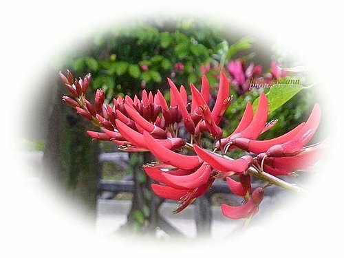 蝶形花科-珊瑚刺桐07.jpg