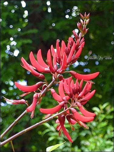 蝶形花科-珊瑚刺桐08.jpg