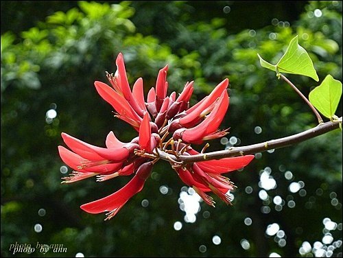 蝶形花科-珊瑚刺桐10.jpg
