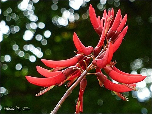 蝶形花科-珊瑚刺桐11.jpg