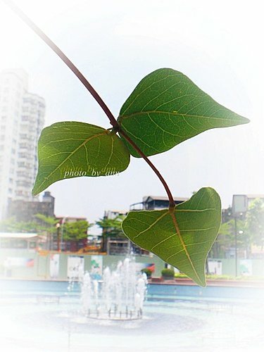 蝶形花科-珊瑚刺桐13.jpg