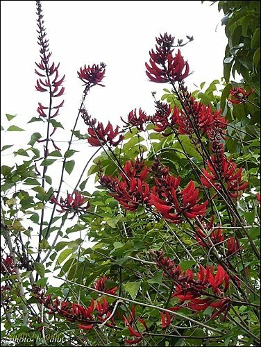 蝶形花科-珊瑚刺桐14.jpg