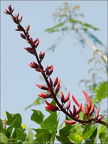 蝶形花科-珊瑚刺桐15.jpg