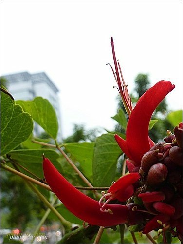 蝶形花科-珊瑚刺桐19.jpg
