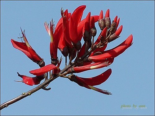 蝶形花科-珊瑚刺桐20.jpg