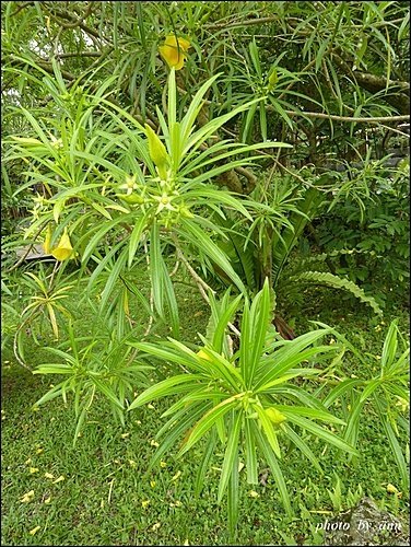 夾竹桃科-黃花夾竹桃02.jpg