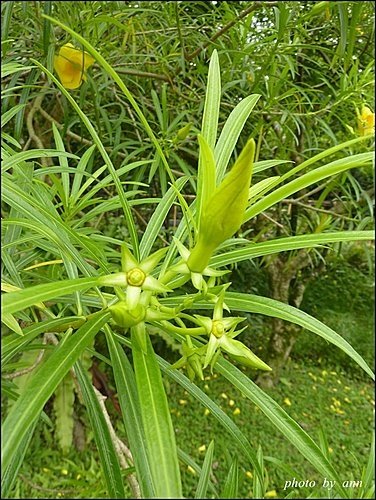 夾竹桃科-黃花夾竹桃03.jpg