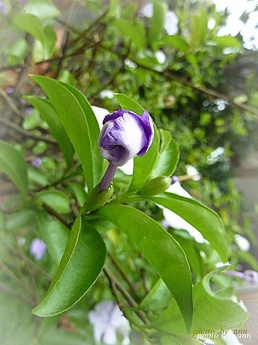 美人襟科-變色茉莉05.jpg