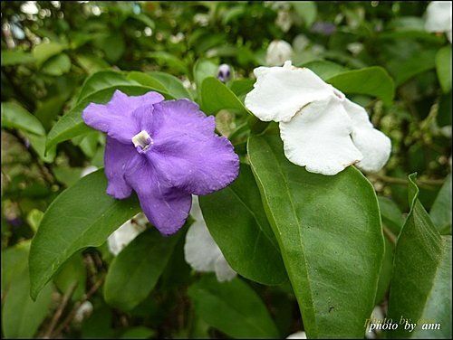 美人襟科-變色茉莉01.jpg
