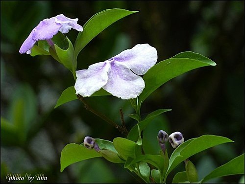 美人襟科-變色茉莉03.jpg