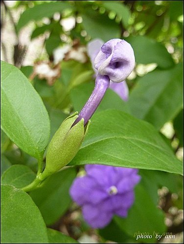 美人襟科-變色茉莉04.jpg