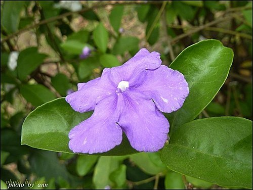 美人襟科-變色茉莉08.jpg