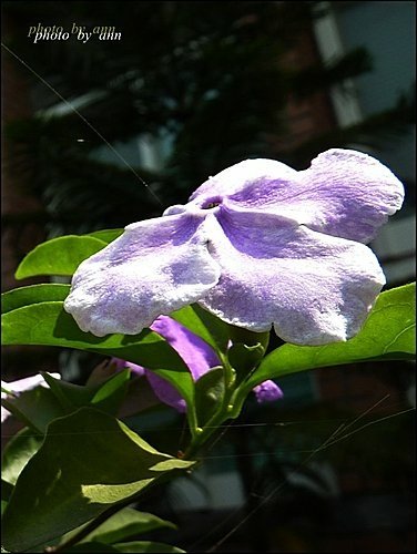 美人襟科-變色茉莉12.jpg