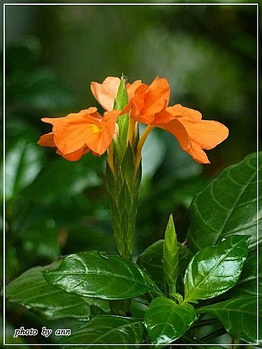 爵床科-鳥尾花04.jpg