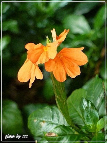 爵床科-鳥尾花03.jpg