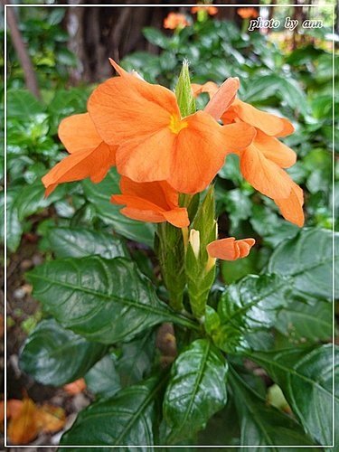 爵床科-鳥尾花05.jpg