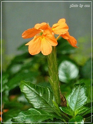 爵床科-鳥尾花02.jpg