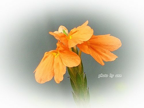爵床科-鳥尾花01.jpg