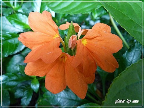 爵床科-鳥尾花06.jpg