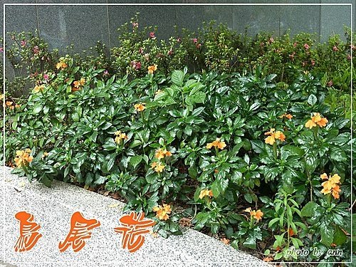 爵床科-鳥尾花07.jpg
