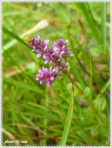 千屈菜科-圓葉節節菜01.jpg