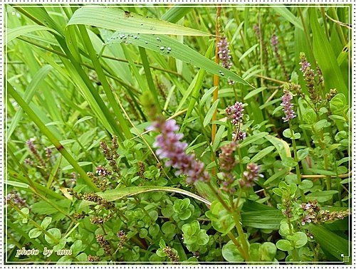 千屈菜科-圓葉節節菜06.jpg