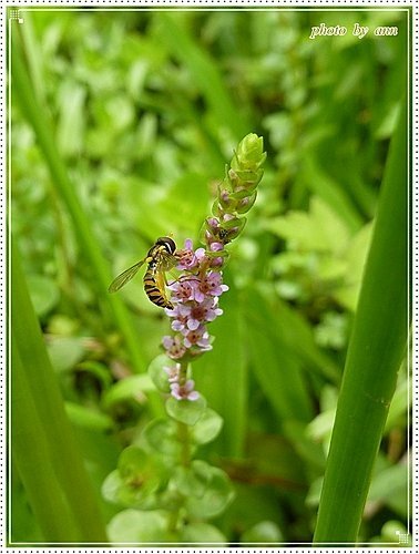 千屈菜科-圓葉節節菜09.jpg