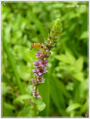 千屈菜科-圓葉節節菜10.jpg