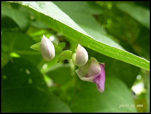 豆科-四季豆05.jpg