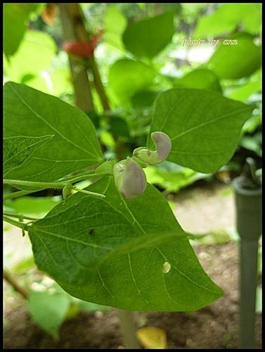 豆科-四季豆04.jpg