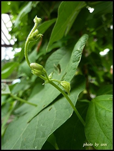 豆科-四季豆03.jpg