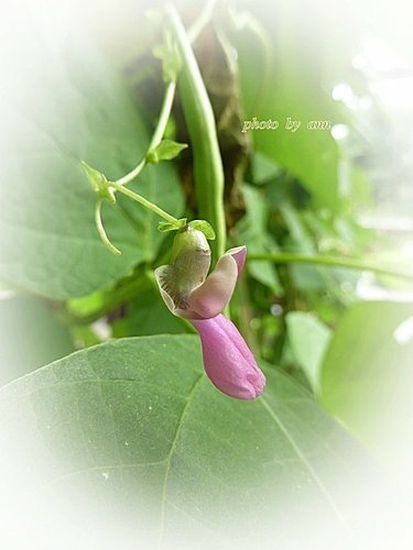豆科-四季豆06.jpg