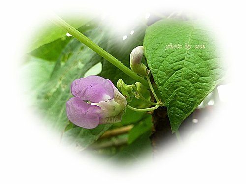 豆科-四季豆07.jpg
