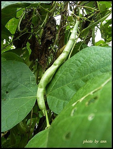 豆科-四季豆11.jpg