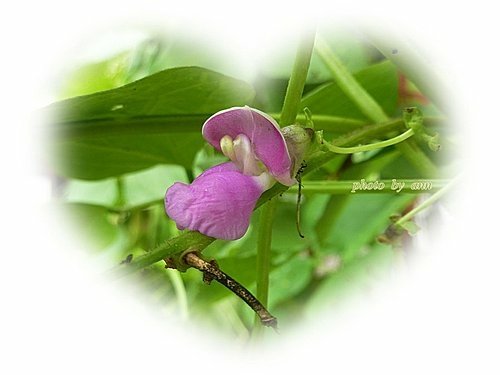 豆科-四季豆08.jpg