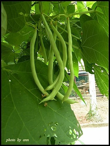 豆科-四季豆10.jpg