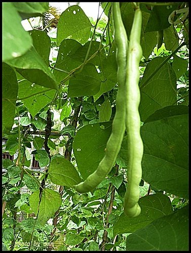 豆科-四季豆12.jpg