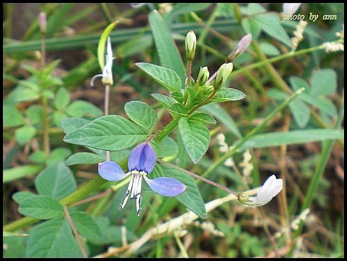 山柑科-平伏莖白花菜08.jpg