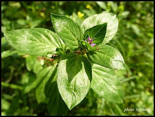 千屈菜科-克非亞草02.jpg