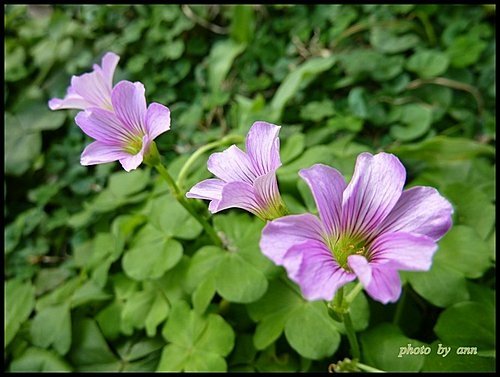 酢醬草科-紫花酢醬草09.jpg